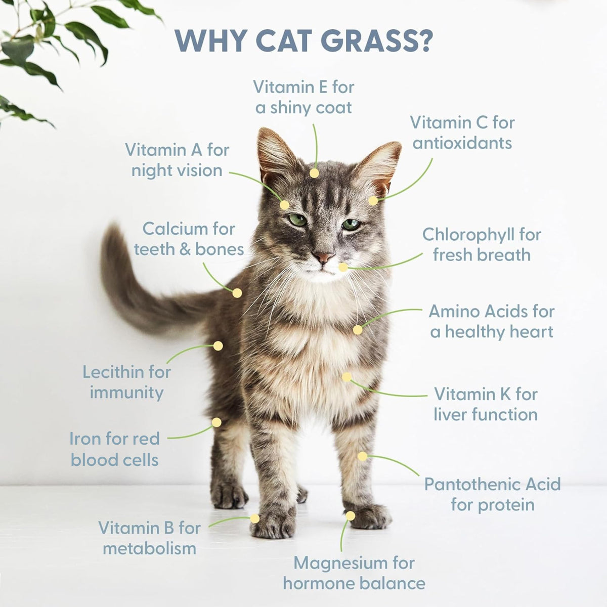 Organic Cat Grass Growing Kit with Seeds Soil and Containers 3 Pack M2303