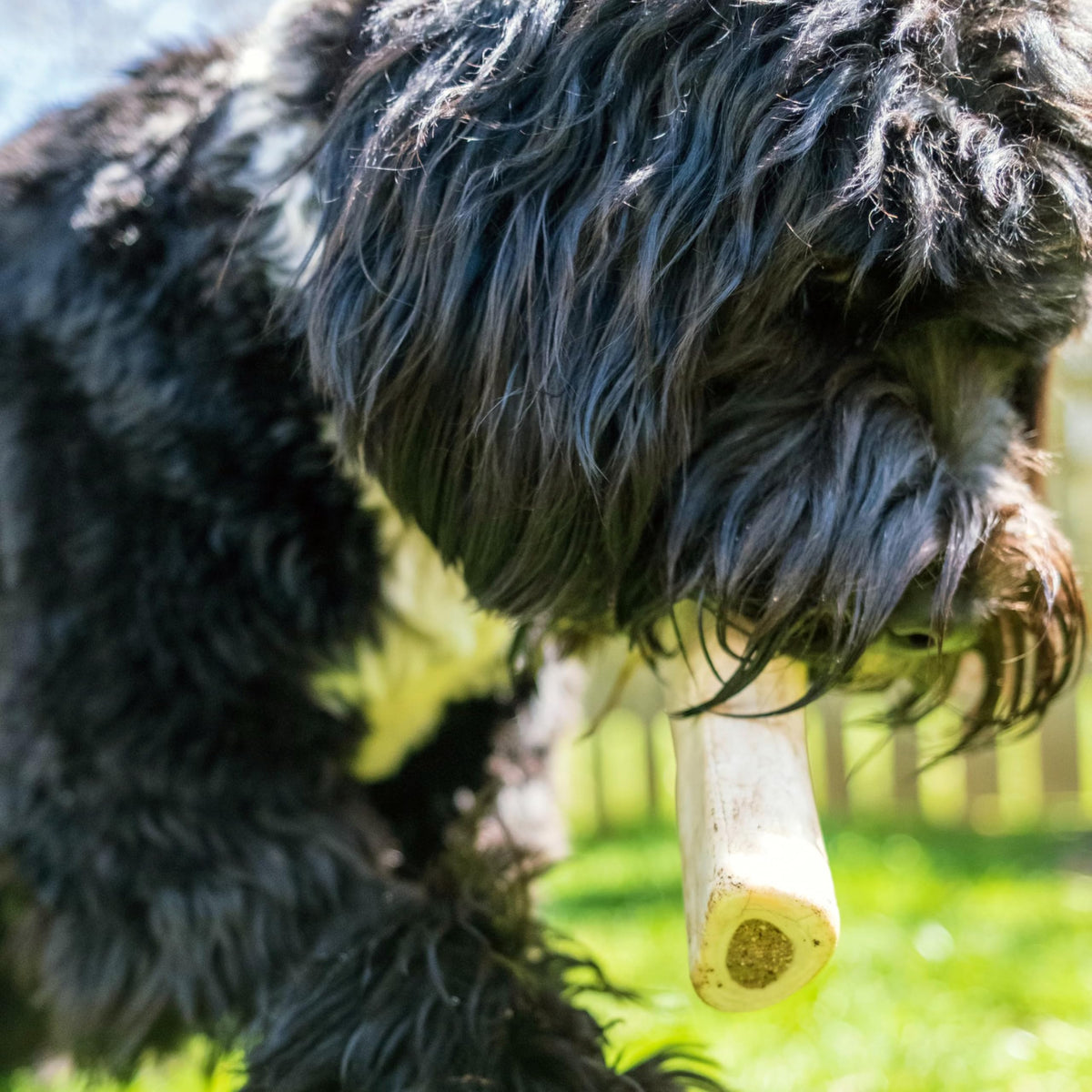 Peanut Butter Flavor Large Stuffed Shin Bones for Dogs G6278