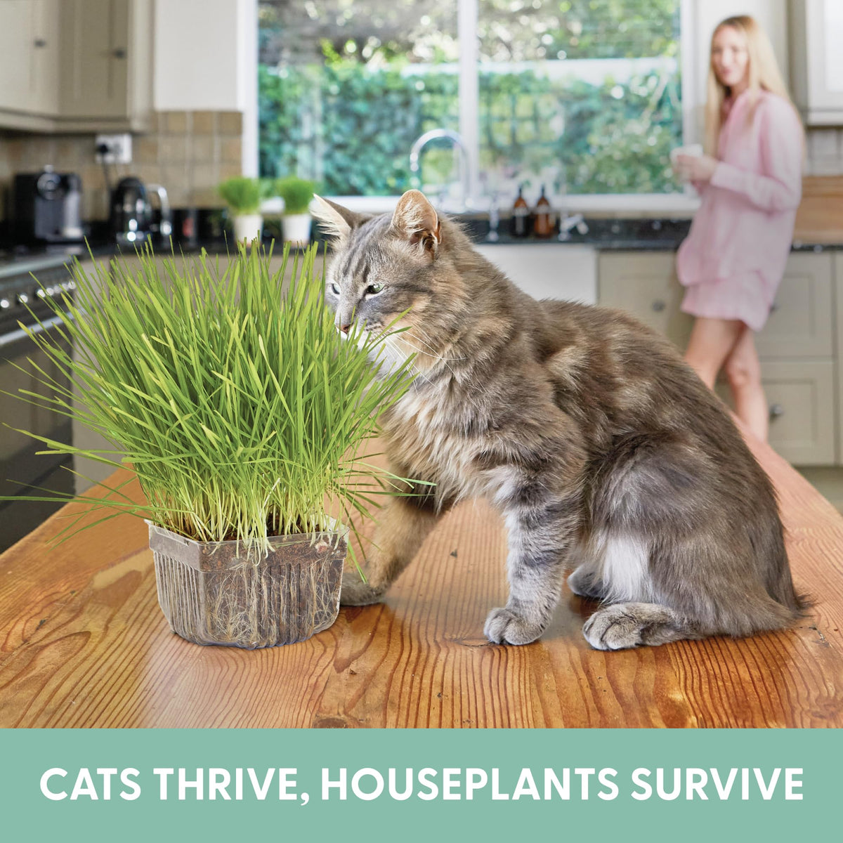 Organic Cat Grass Growing Kit with Seeds Soil and Containers 3 Pack M2303