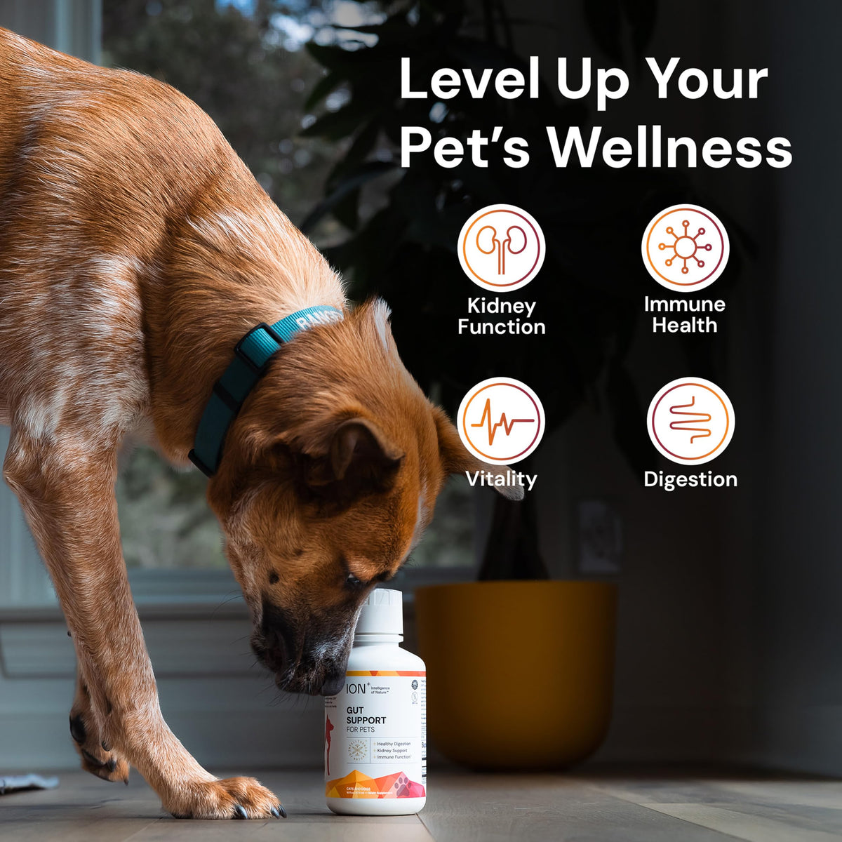 Gut Support for Pets 8 Fl Oz C6817